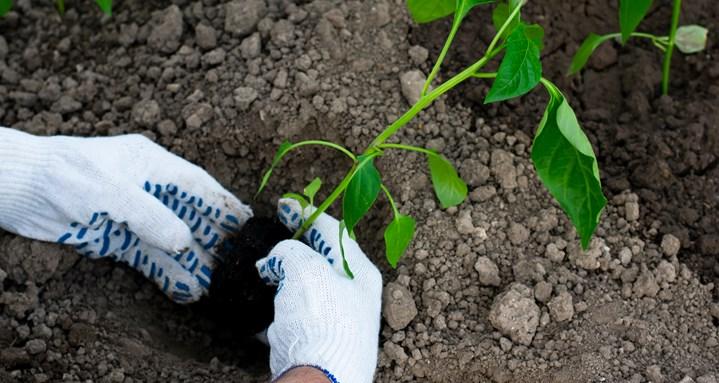 Handen planten jong plantje in grond 